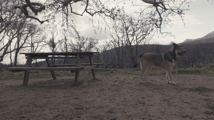You are currently viewing Συγκινεί το τραγούδι-μίνι ταινία του Σπύρου Μακρή για το θέμα της εγκατάλειψης ζώων!